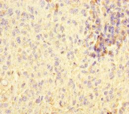 STOML2 Antibody