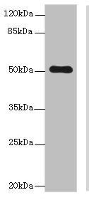 STPG2 Antibody