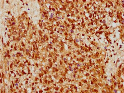 STRA8 Antibody