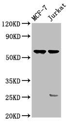 STRA8 Antibody