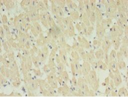 STRADB Antibody
