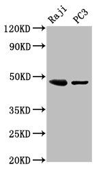 STRADB antibody