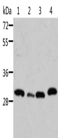 STRADB antibody