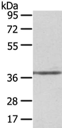 STRAP antibody