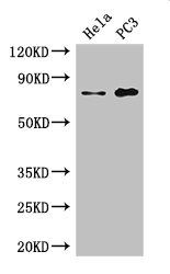 STRBP antibody