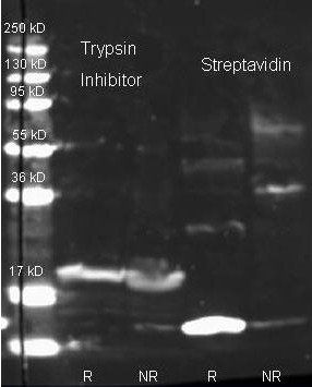 Streptavidin antibody (Texas Red)