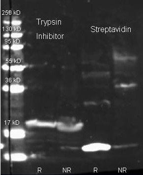 Streptavidin antibody (Texas Red)