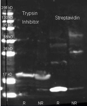 Streptavidin antibody (Texas Red)