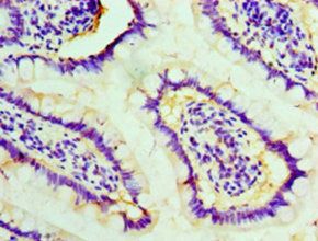 Stress-induced-phosphoprotein 1 antibody