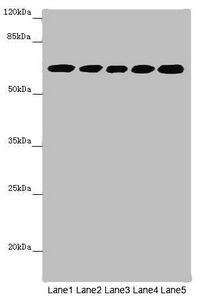 Stress-induced-phosphoprotein 1 antibody