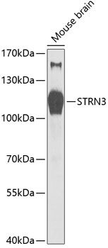 STRN3 antibody