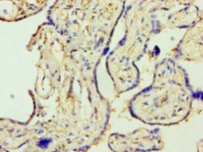 Stromelysin-1 antibody