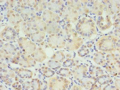 STX10 Antibody