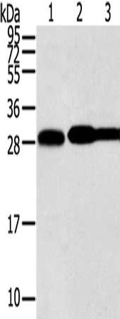 STX10 Antibody