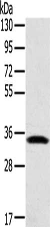 STX11 antibody