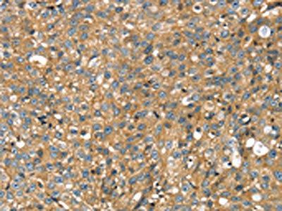 STX11 Antibody