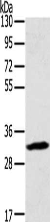 STX11 antibody