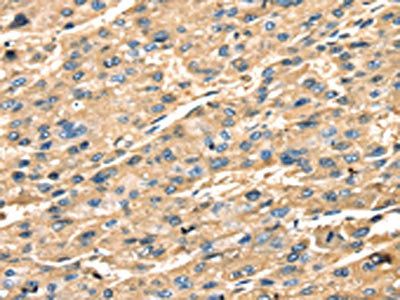 STX18 Antibody