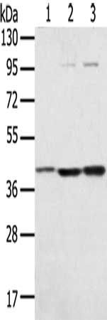 STX18 antibody