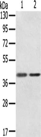 STX18 antibody