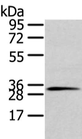 STX19 antibody