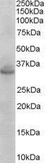 STX1A/STX1B Antibody