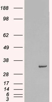 Goat anti-STX6 Antibody