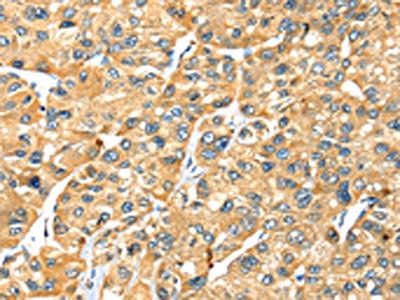 STX7 Antibody