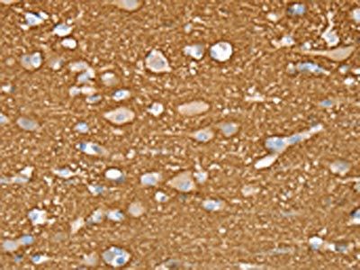 STXBP1 Antibody