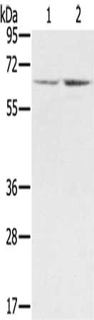 STXBP1 antibody