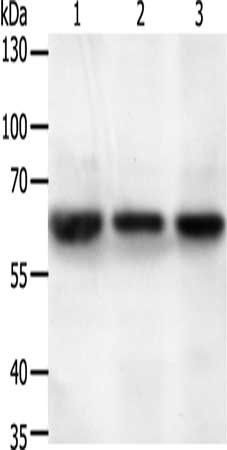 STXBP2 antibody