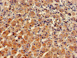 STXBP3 Antibody