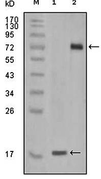 STYK1 Antibody