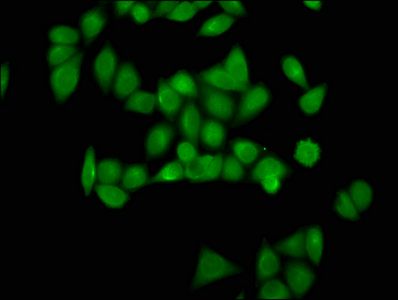 HIST1H4A Antibody