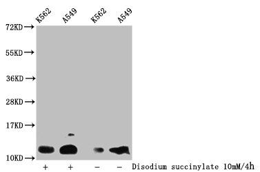 Succinyl-HIST1H4A (K12) antibody