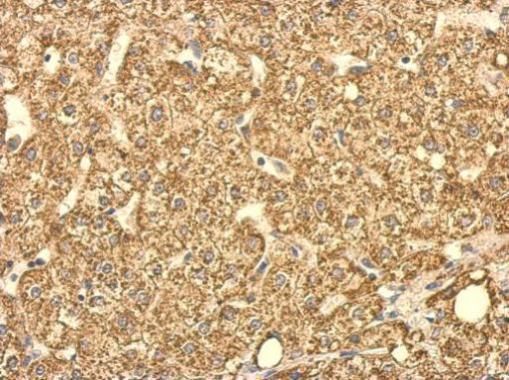 SUCLG2 antibody
