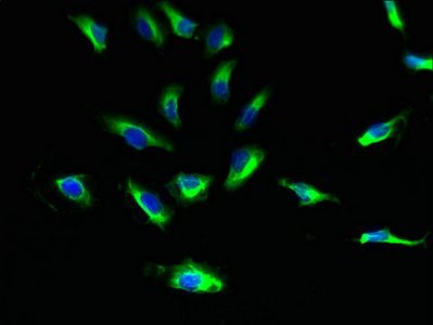 SUCNR1 Antibody