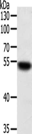 SUFU Antibody