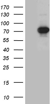 SUGT1 Antibody