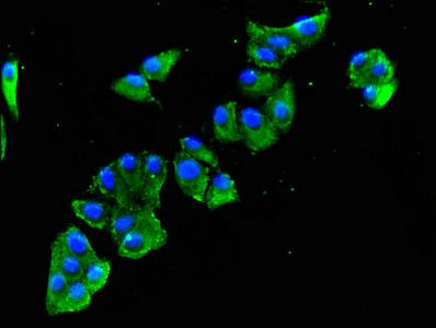 SULF2 antibody