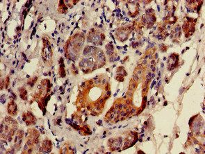 SULF2 Antibody