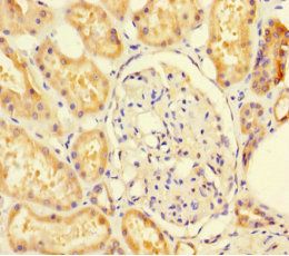 Sulfite oxidase, mitochondrial antibody