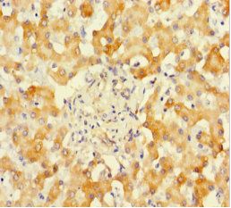 Sulfite oxidase, mitochondrial antibody