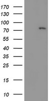 SULT1A1 Antibody