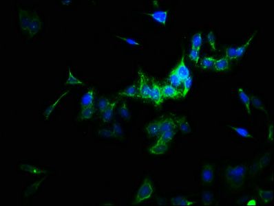 SULT1A3 Antibody