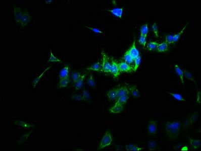 SULT1A3 antibody