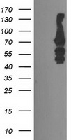 SULT1C2 Antibody