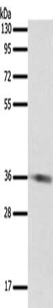 SULT1E1 Antibody