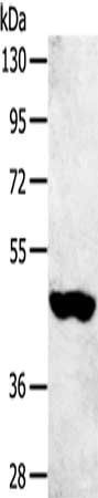 SULT2B1 antibody