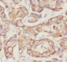 SUMF2 antibody